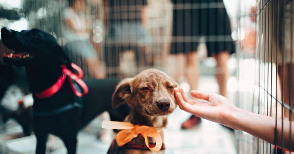 Para combater a solidão: adote um cão
