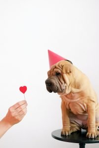 Benefícios de ter um cão
