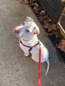 Cão adoptado na passagem